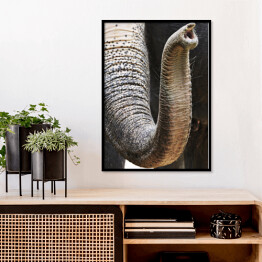 Plakat w ramie Trąba afrykańskiego słonia - ujęcie ze zbliżeniem