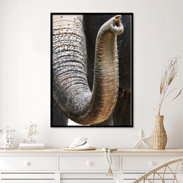 Plakat w ramie Trąba afrykańskiego słonia - ujęcie ze zbliżeniem