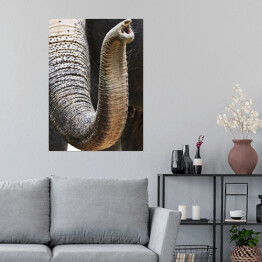 Plakat samoprzylepny Trąba afrykańskiego słonia - ujęcie ze zbliżeniem