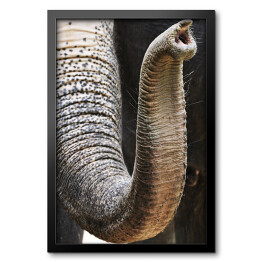 Obraz w ramie Trąba afrykańskiego słonia - ujęcie ze zbliżeniem