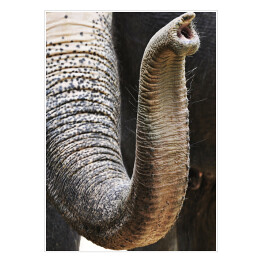 Trąba afrykańskiego słonia - ujęcie ze zbliżeniem