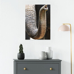 Plakat Trąba afrykańskiego słonia - ujęcie ze zbliżeniem
