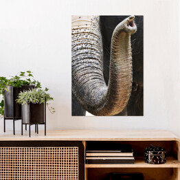 Plakat Trąba afrykańskiego słonia - ujęcie ze zbliżeniem