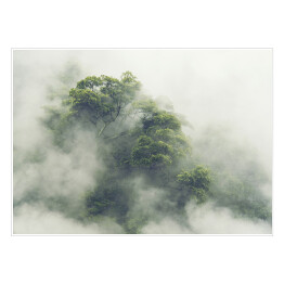 Plakat samoprzylepny Las tropikalny w Japonii