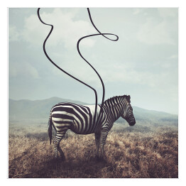 Plakat samoprzylepny Zebra na plaży