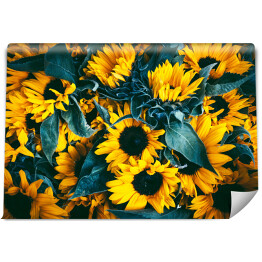 Fototapeta Kwiaty żółtych słoneczników wśród liści