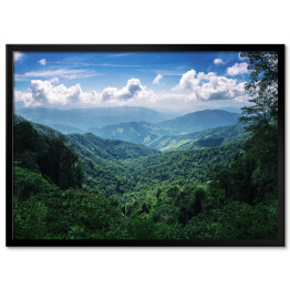Obraz klasyczny Las tropikalny