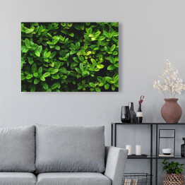 Obraz na płótnie Wzór z zielonych liści