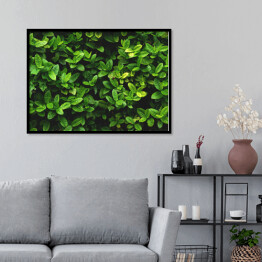 Plakat w ramie Wzór z zielonych liści