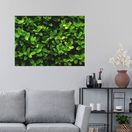 Plakat samoprzylepny Wzór z zielonych liści