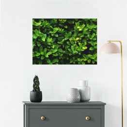 Plakat Wzór z zielonych liści