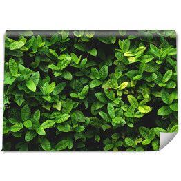 Fototapeta winylowa zmywalna Wzór z zielonych liści