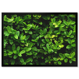 Plakat w ramie Wzór z zielonych liści
