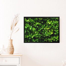 Obraz w ramie Wzór z zielonych liści