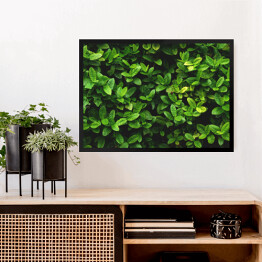 Obraz w ramie Wzór z zielonych liści