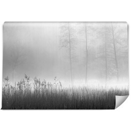 Fototapeta Czarno biała polana w lesie we mgle