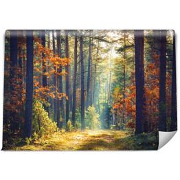 Fototapeta winylowa zmywalna Jesienny las natura. Żywy poranek w kolorowym lesie z promieniami słońca przez gałęzie drzew. Sceneria przyrody z promieniami słońca.