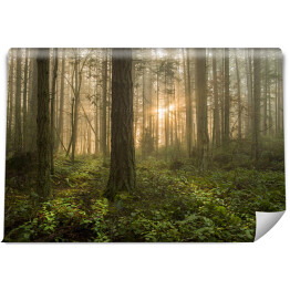 Fototapeta samoprzylepna Pacific Northwest Forest on a Foggy Morning. Podczas pięknego wschodu słońca poranna mgła dodaje atmosfery jodłom i cedrom, które tworzą ten uroczy wyspiarski las.