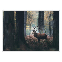 Plakat Jeleń w mrocznym, zamglonym lesie jesienią