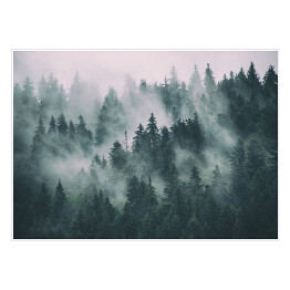 Plakat samoprzylepny Las iglasty tonący we mgle