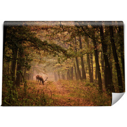 Fototapeta Czerwony jeleń w lesie