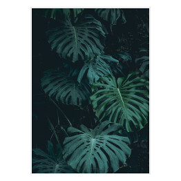 Plakat Roślinność dżungli - liście