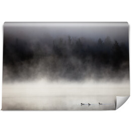 Fototapeta winylowa zmywalna Kaczki na jeziorze we mgle, Lax Lake, Minnesota