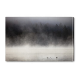 Obraz na płótnie Kaczki na jeziorze we mgle, Lax Lake, Minnesota