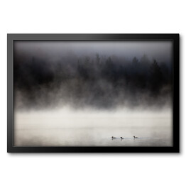Obraz w ramie Kaczki na jeziorze we mgle, Lax Lake, Minnesota