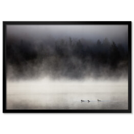 Plakat w ramie Kaczki na jeziorze we mgle, Lax Lake, Minnesota