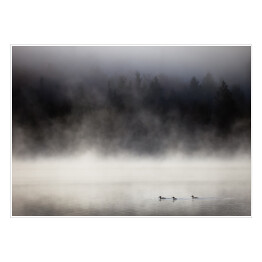 Plakat samoprzylepny Kaczki na jeziorze we mgle, Lax Lake, Minnesota