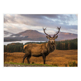 Plakat samoprzylepny Jeleń na tle krajobrazu Szkocji