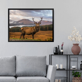 Obraz w ramie Jeleń na tle krajobrazu Szkocji