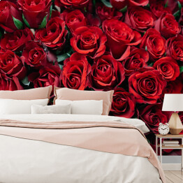 Fototapeta Rozłożone kwitnące czerwone róże 