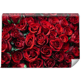 Fototapeta winylowa zmywalna Rozłożone kwitnące czerwone róże 
