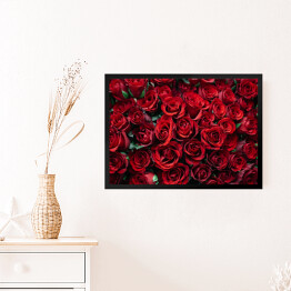 Obraz w ramie Rozłożone kwitnące czerwone róże 