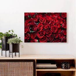 Obraz na płótnie Rozłożone kwitnące czerwone róże 