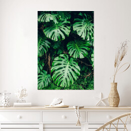 Plakat Tropikalna zielona roślinność w promieniach słońca - monstera
