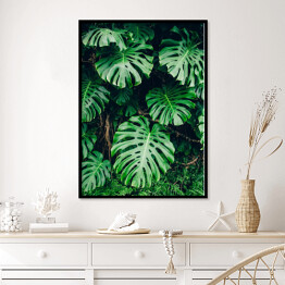 Plakat w ramie Tropikalna zielona roślinność w promieniach słońca - monstera