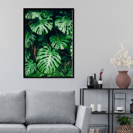Plakat w ramie Tropikalna zielona roślinność w promieniach słońca - monstera