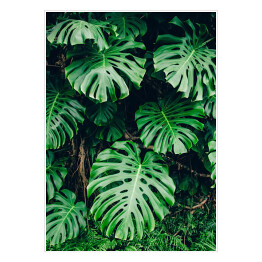 Plakat samoprzylepny Tropikalna zielona roślinność w promieniach słońca - monstera