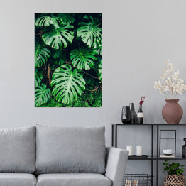Plakat samoprzylepny Tropikalna zielona roślinność w promieniach słońca - monstera