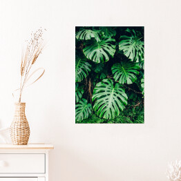 Plakat Tropikalna zielona roślinność w promieniach słońca - monstera