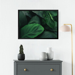 Obraz w ramie Duże, ciemne, tropikalne, ciemnozielone liście