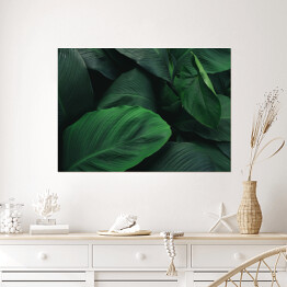 Plakat Duże, ciemne, tropikalne, ciemnozielone liście