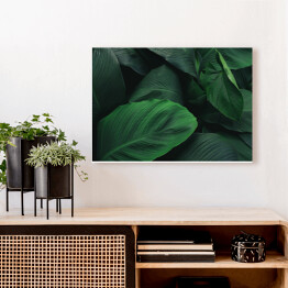 Obraz na płótnie Duże, ciemne, tropikalne, ciemnozielone liście
