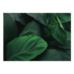 Plakat samoprzylepny Duże, ciemne, tropikalne, ciemnozielone liście