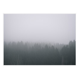 Plakat Mistyczny poranek w zamglonym lesie