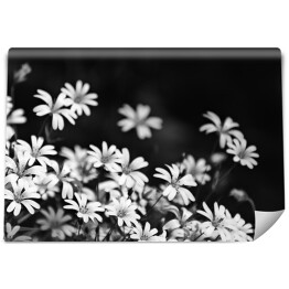 Fototapeta Białe drobne kwiaty na czarnym tle