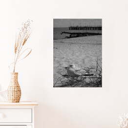 Plakat samoprzylepny Mewa na piaszczystej plaży 